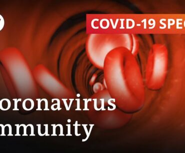 How long does immunity against the coronavirus last? | COVID-19 Special