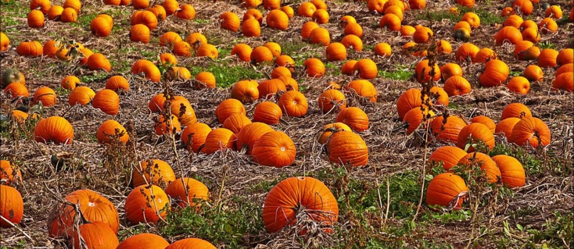 Pumpkin as Super Food for Immune  System Support, Antioxidant, Vision, Vitamin A, Lutein, Zeaxanthin