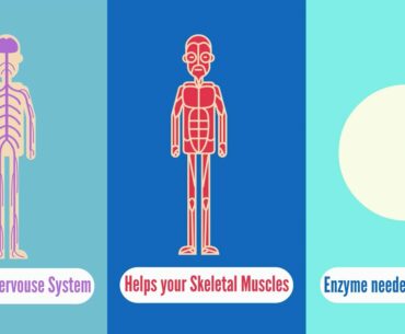 Why Vitamin B1 is Important