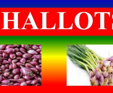 SHALLOTS - HEALTH BENEFITS AND NUTRITION FACTS