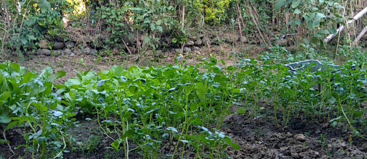 # Eat green increase immunity Green vegetables good for health