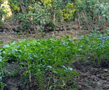 # Eat green increase immunity Green vegetables good for health