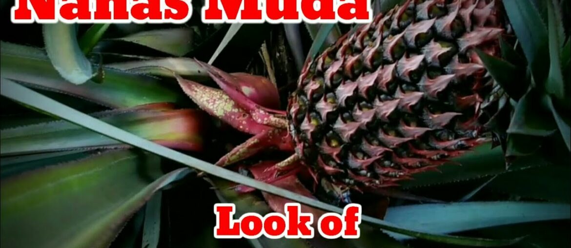 Beauty of YOUNG PINEAPPLE | cantiknya NANAS MUDA