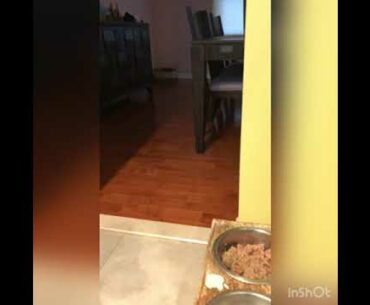 Best dogs vitamins (supplement)