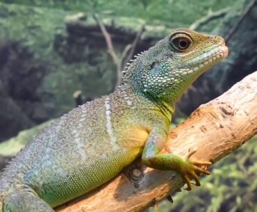 The Breathtaking Beauty of Nature | HD| By Copyright Free Video| Natur video Beautiful Nature