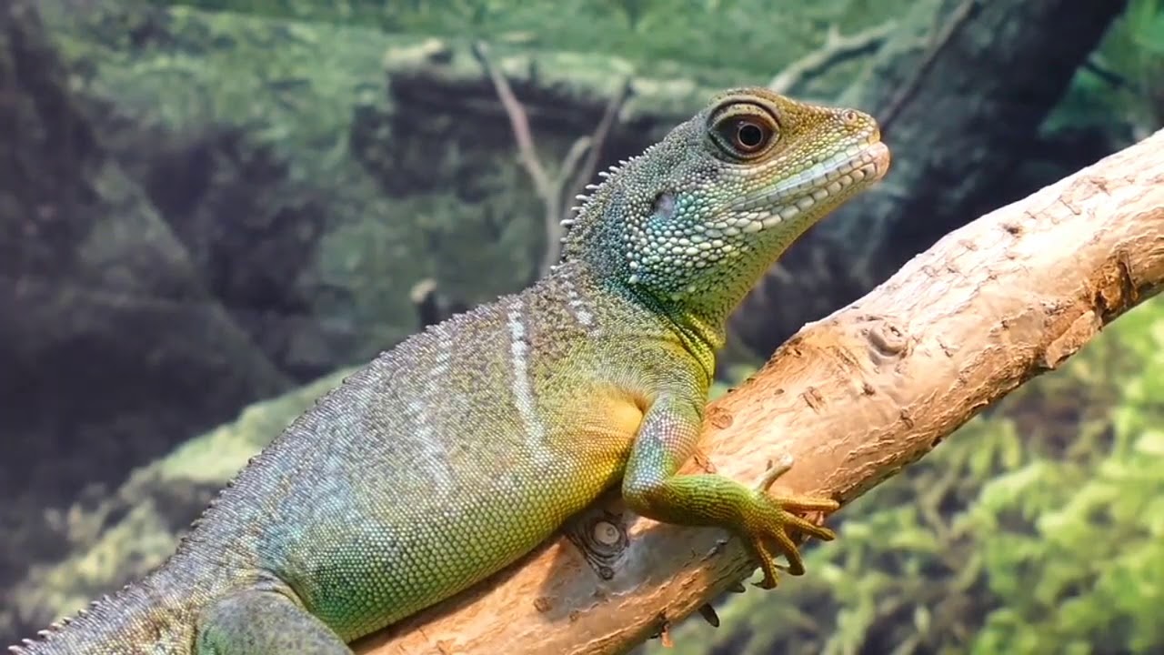 The Breathtaking Beauty of Nature | HD| By Copyright Free Video| Natur video Beautiful Nature