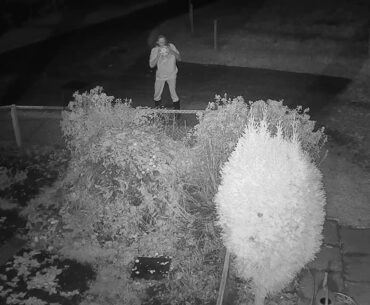 2020 11 08   Coronavirus Purge, cannibal style