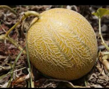 HEALTH BENEFITS OF MELON FRUIT