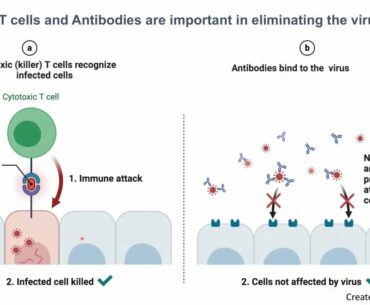 COVID-19, Vaccines and How They Work