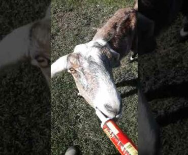 Frieda LOVES her Kaeco Supplements!