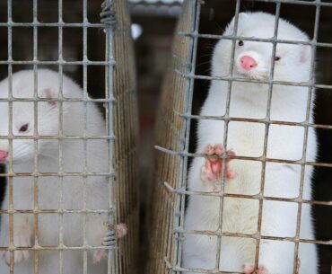 Concerns COVID-19 has ‘gone to minks and then come back to humans’