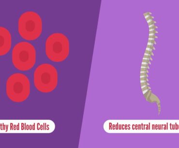 Vitamin B9 - Folic Acid & Folate