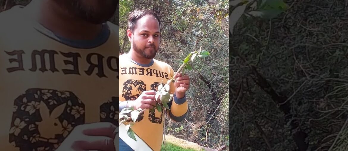 Bael: Medicinal Uses, Therapeutic Benefits For Skin, Diabetes And Supplements