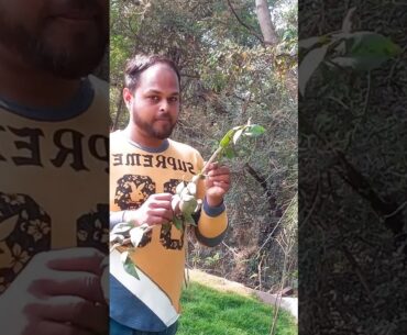 Bael: Medicinal Uses, Therapeutic Benefits For Skin, Diabetes And Supplements