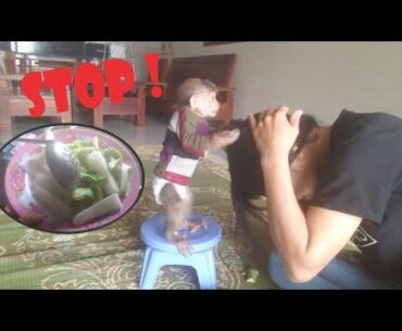 Vitamin supplement for monkey ape every day