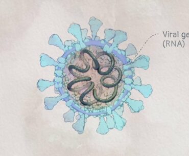 Corona Virus (Covid -19) I Infection Mechanism