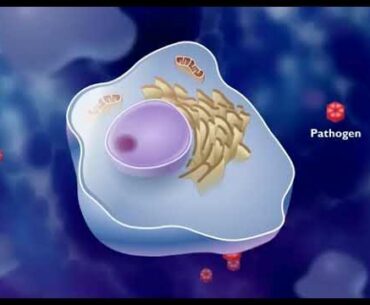 Mechanism of B lymphocytes and T lymphocytes animation video | immune system response  cell-mediated
