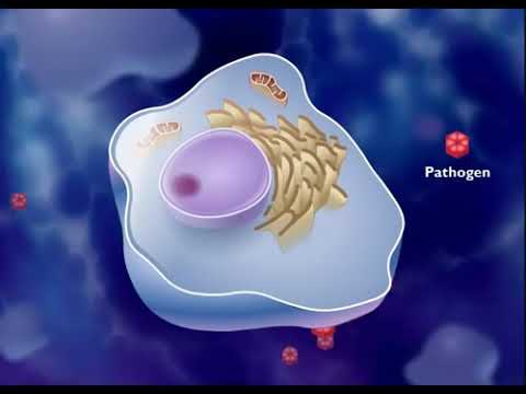 Mechanism of B lymphocytes and T lymphocytes animation video | immune system response  cell-mediated