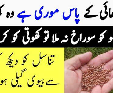 8 Best Health Benefits Of Radish Seeds For Weight Loss, Skin & Hair