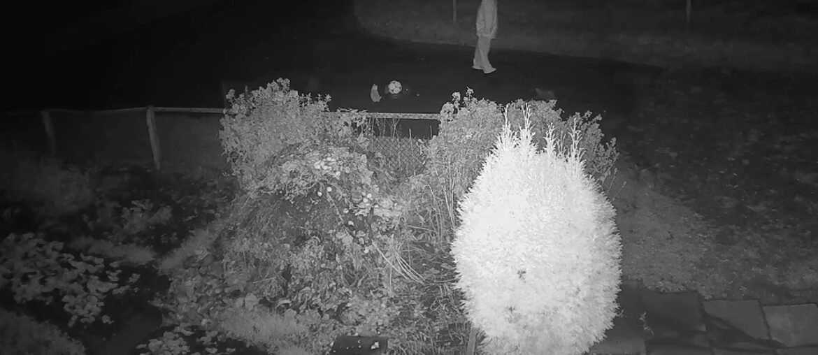 2020 11 11  Coronavirus Explained 22 - The Unbearable Lightness of Being a Coronavirus Pussy Saviour