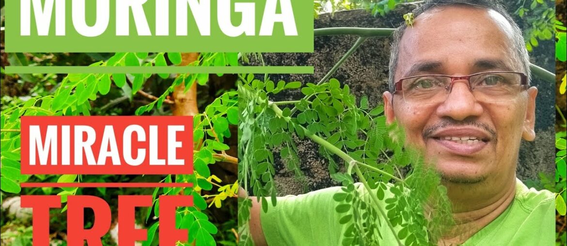 MIRACLE  VITAMIN TREE 'MORINGA'