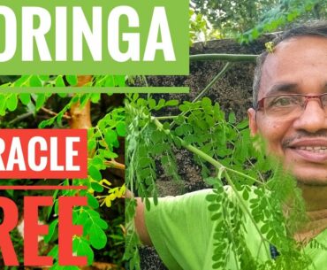 MIRACLE  VITAMIN TREE 'MORINGA'
