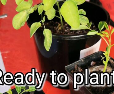 Malunggay properties boots immune system to help fight  CORONAVIRUSES