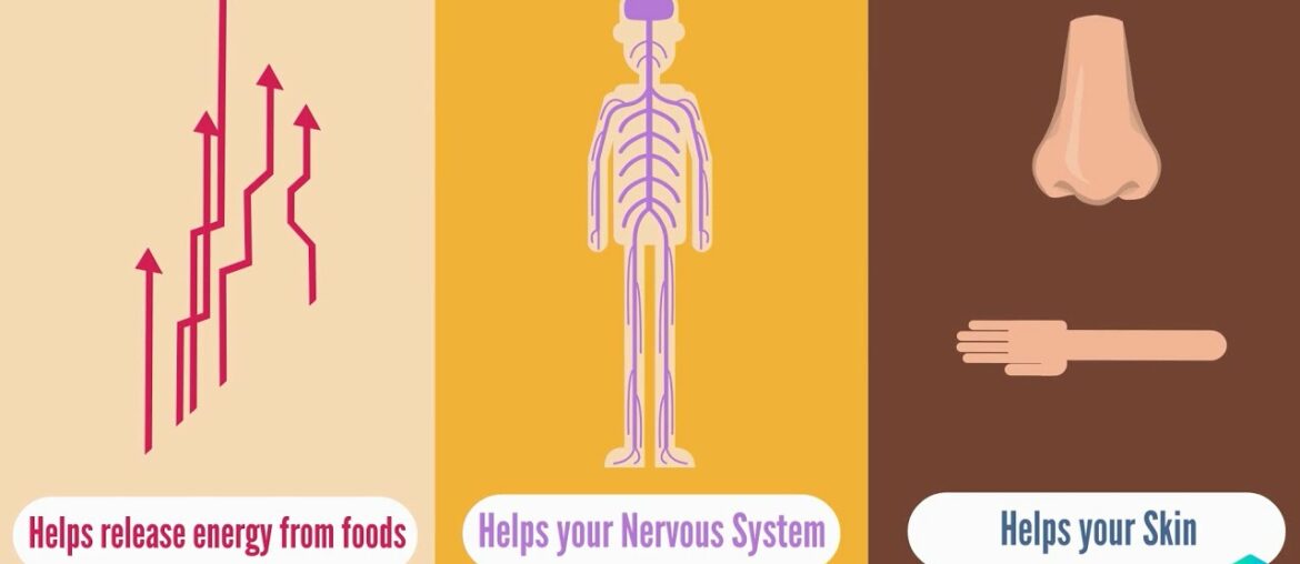 Why is Vitamin B3 - Niacin important