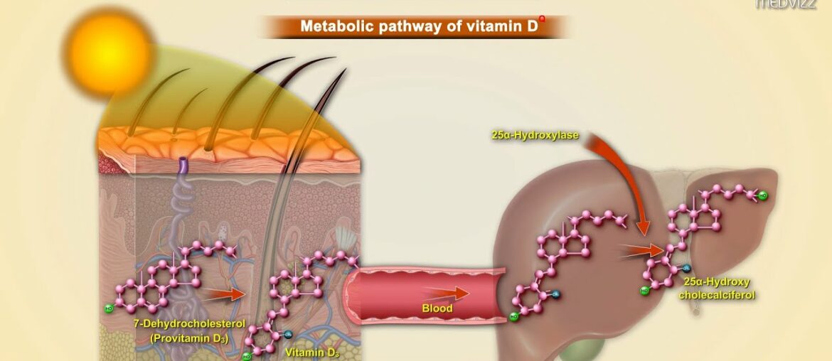 Vitamin D (calciferol): Sources, Synthesis, Metabolism, Functions, RDA, Regulation and Deficiency