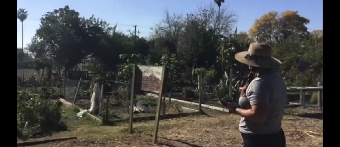 Nutrition Nuggets - Veggies and Vitamins