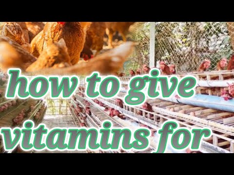 How to give vitamins for laying hens??