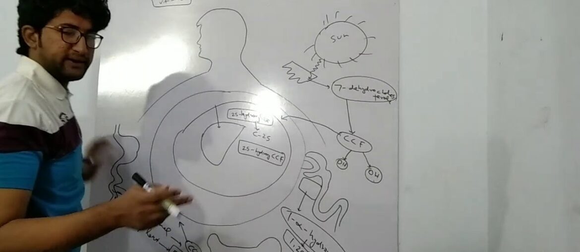 biochemistry- Fat soluble vitamins- vitamin D