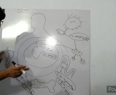 biochemistry- Fat soluble vitamins- vitamin D