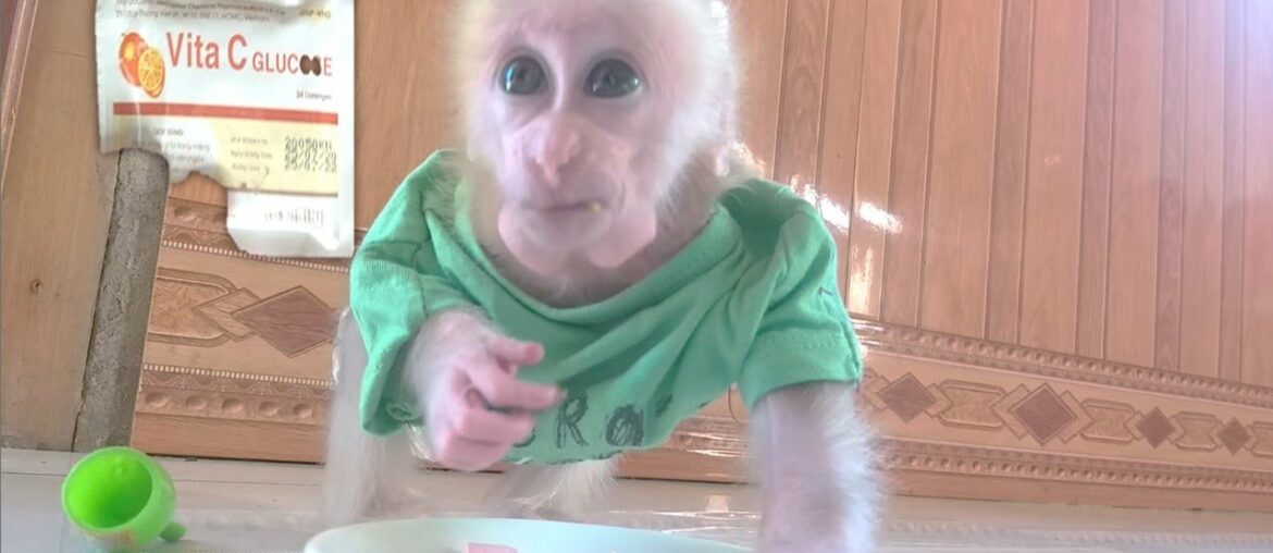 Vitamin C supplement for baby monkeys Mimi