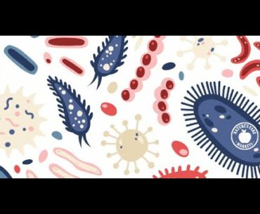 Wellness Talk: The Gut Health Foundation