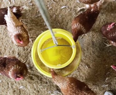 Improving lifetime performance of farm animals - We Make it Possible (German)