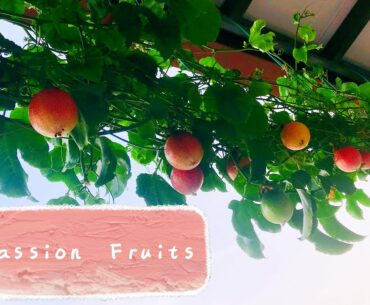 PASSION FRUIT SALAD RECIPES | WEIGHT LOSS | FULL OF VITAMINS & HEALTH BENEFITS |DIABETES|ANTIOXIDANT