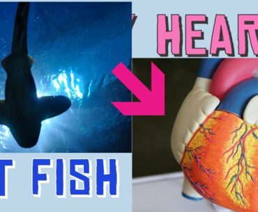 Nutritious & Delicious Foods For Coronary Artery Disease. Fish, Carrot, Spinach, Broccoli  & Fruits.