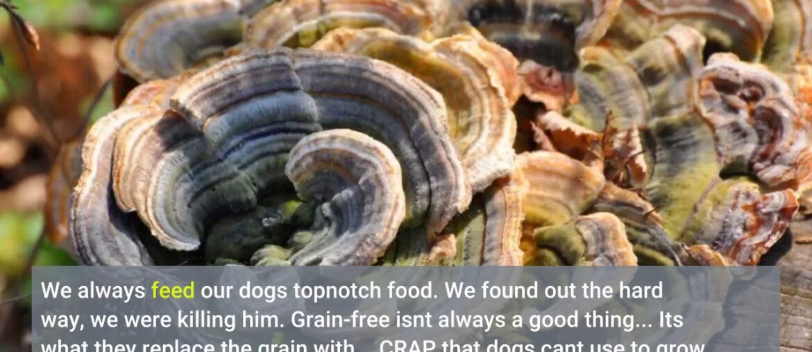 Real Mushrooms Turkey Tail Mushroom Supplements for Immune Support, Wellness, Vitality  Vegan,...