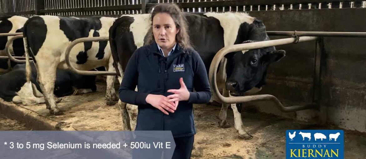 The importance of mineral supplements in the dry cow period