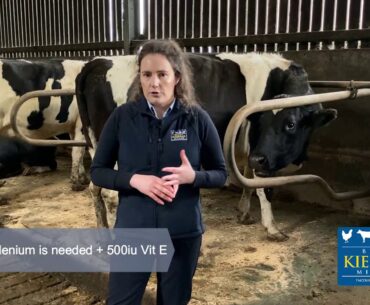 The importance of mineral supplements in the dry cow period