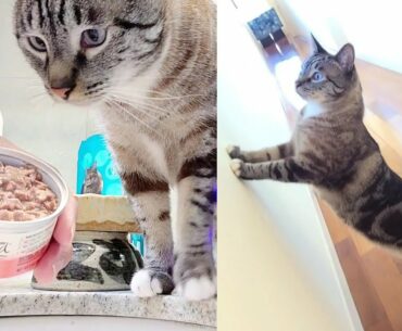 Purina Beyond Grain Free Chicken, Beef & Carrot Recipe in Gravy Wet Cat Food Lynx Point Eating Demo