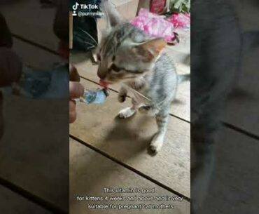 TEACH KITTEN EAT VITAMINS? My kitten really like!! | Youtube Short
