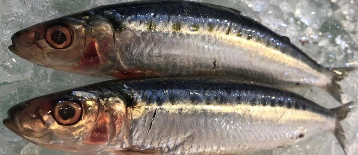 Top 5 Health Benefits of Sardines || Benefits of Eating Sardines Everyday
