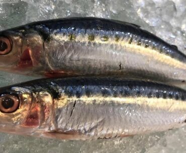 Top 5 Health Benefits of Sardines || Benefits of Eating Sardines Everyday
