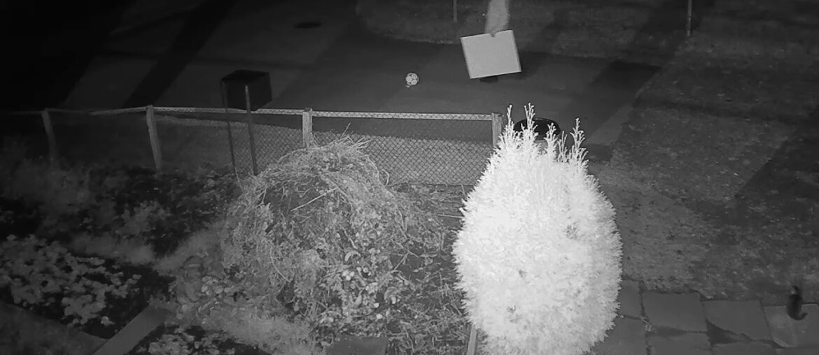 2020 11 29   Coronavirus Purge, denialist style