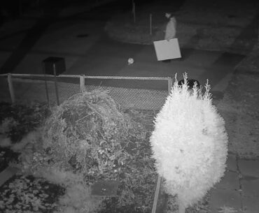 2020 11 29   Coronavirus Purge, denialist style