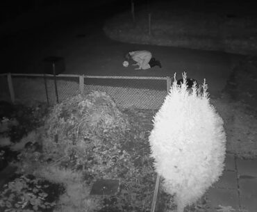 2020 11 24   Coronavirus Purge, whisperer style