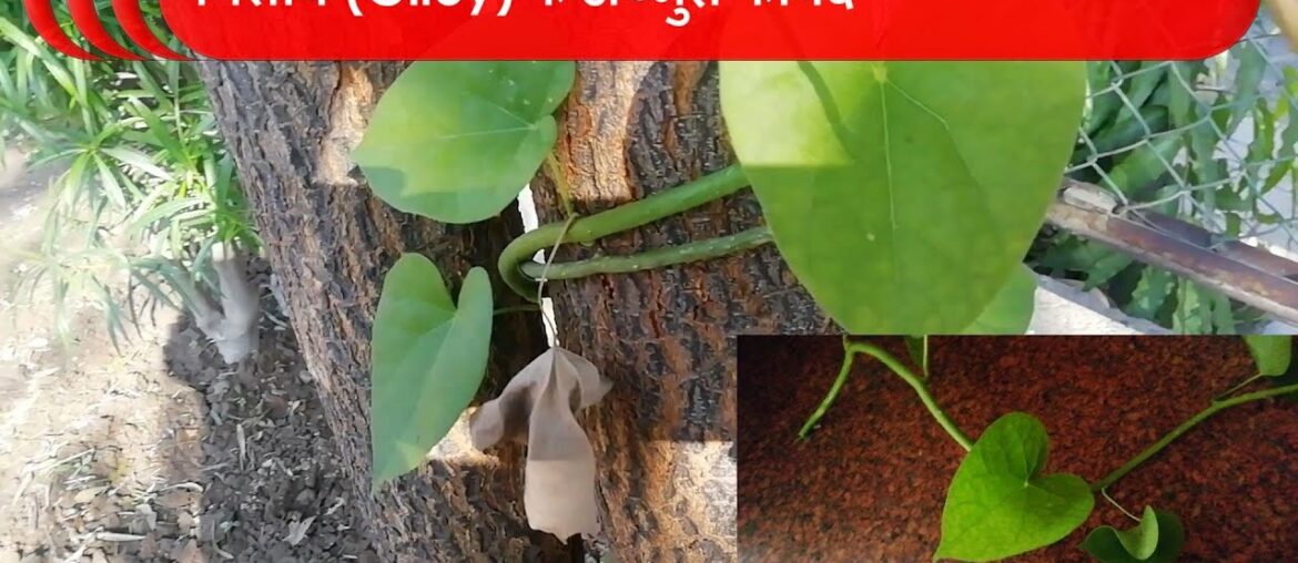 Amazing Health Benefits of Giloy || Covid-19 immunity booster || Our Creation Studio ||