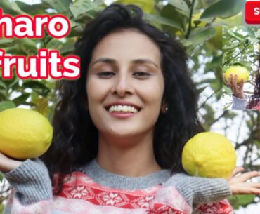 Immunity booster vitamin C rich fruits of Kumaon  **Prevent Disease**